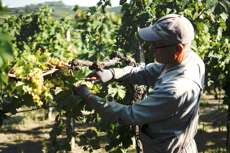 Un socio della Cantina Tre Secoli in vendemmia