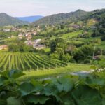 Podere Cavaga, 50 anni di viticoltura bergamasca