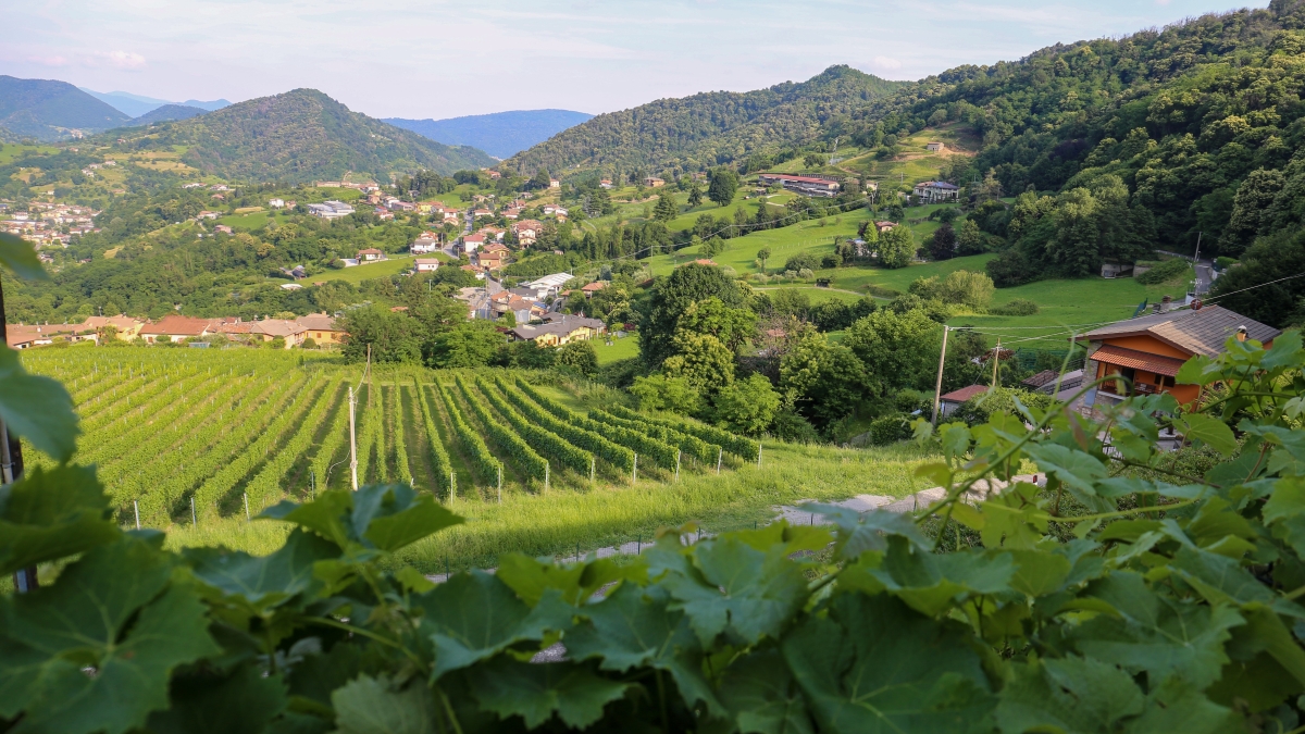 Podere Cavaga, 50 anni di viticoltura bergamasca