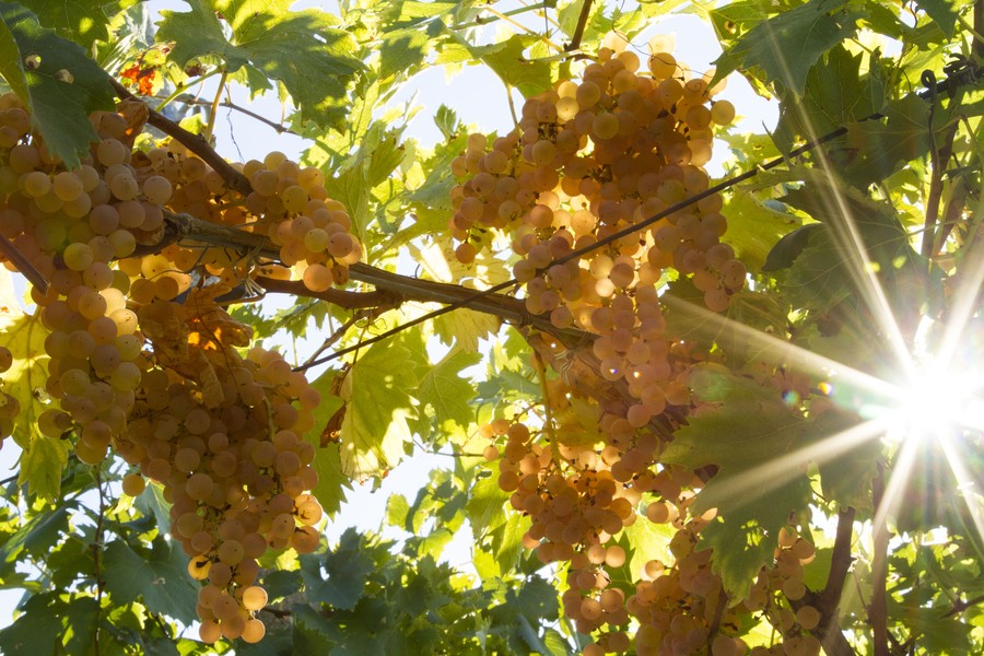 Inama: grappoli di garganega