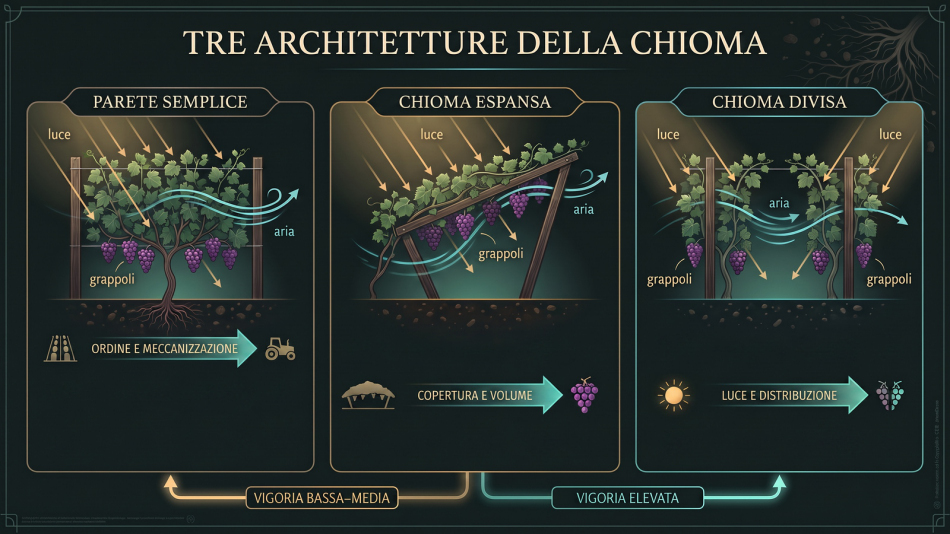 nfografica sui sistemi di allevamento della vite che confronta parete semplice, chioma espansa e chioma divisa, con schemi di luce, aria e grappoli.