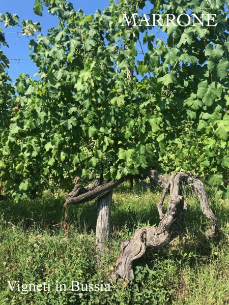 Agricola Marrone e il global warming: una vecchie vite di nebbiolo