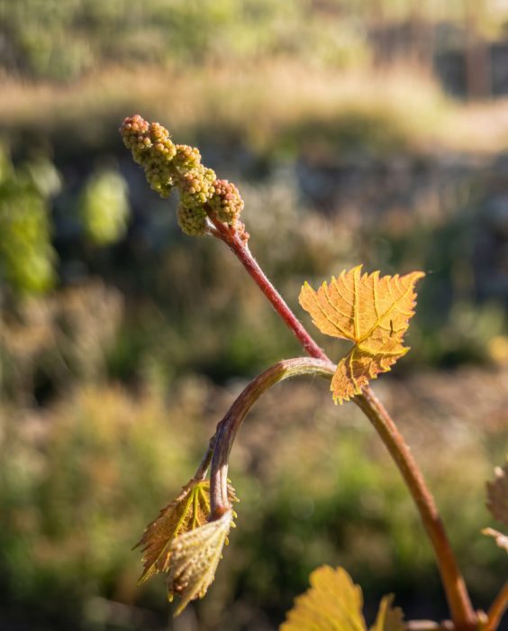 Infiorescenza di Grand Noir nella Vigna delle Sanzioni.