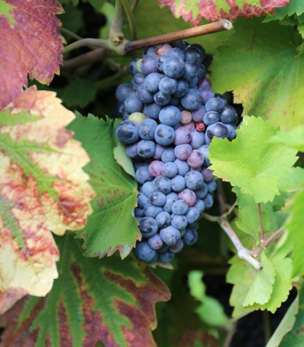 Grappolo di grappello Ruberti coltivato dai soci della Cantina Sociale di Quistello