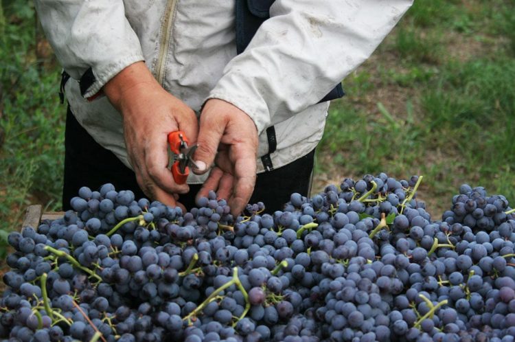 Rubinelli Vajol: selezione delle uve destinate all'appassimento