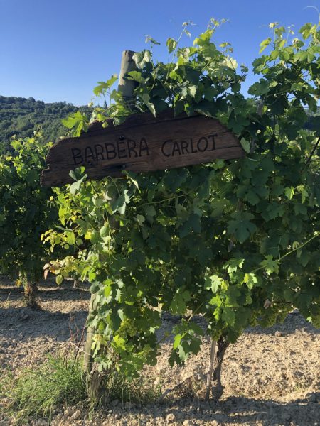 L'Agricola Marrone e il global warming: una vigna aziendale