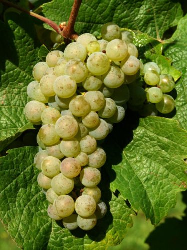 _010Manuelina verticale riesling Filare 52