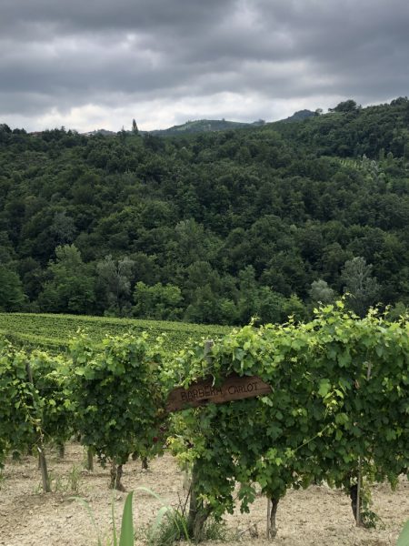 011 Agricola MarroneIMG_3894