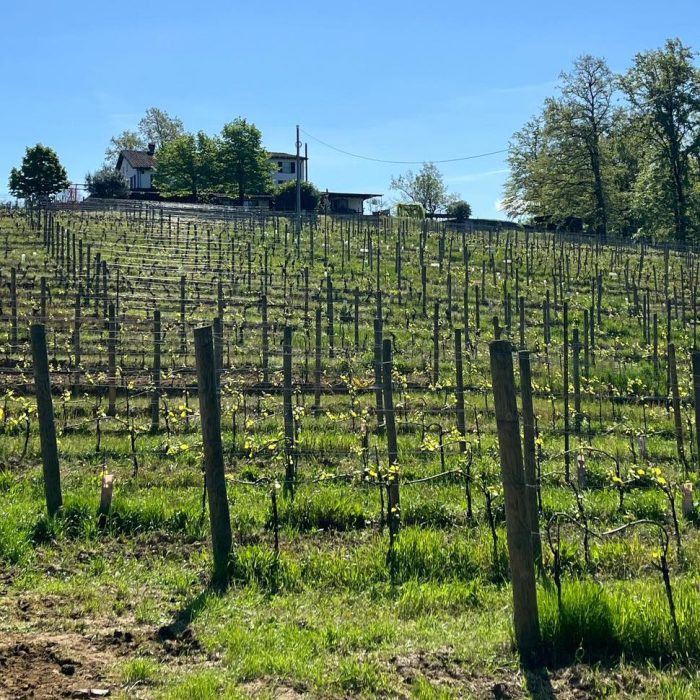Il Poggio: le vigne intorno all'Azienda