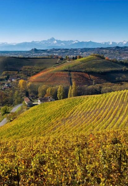 _014Barbaresco Pier Paolo Grasso TarquiniaVigna-Altavilla rid