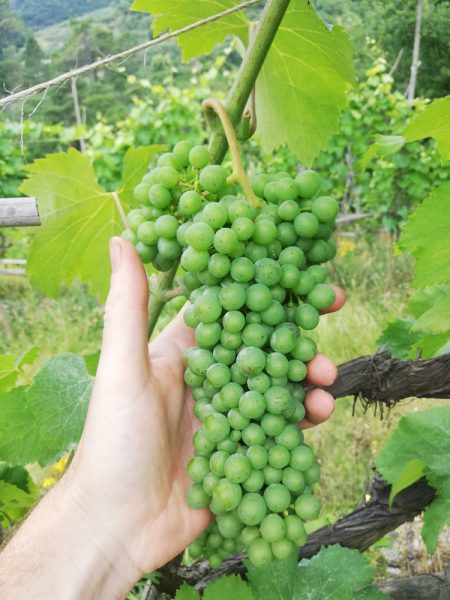 Terrazze Singhie: grappolo di lumassina