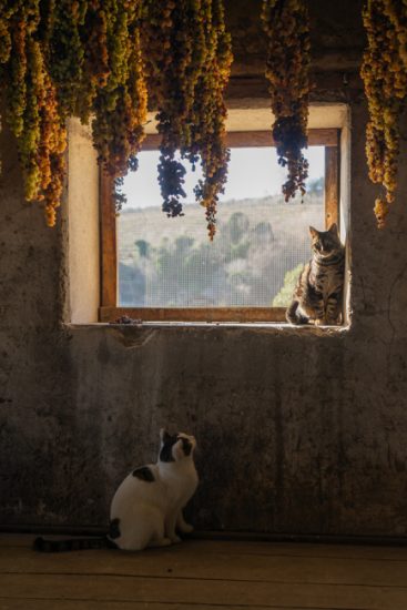 Stefano Menti Gambellara garganega