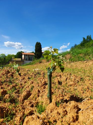 I suoli di Cascina Cottignano - a Masserano - sono un mix di sabbie marine e porfidi