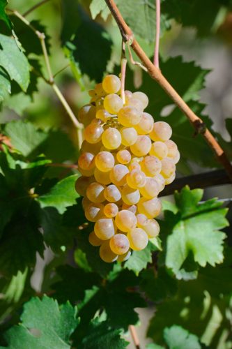 Un grappolo di uva cortese, vitigno autoctono utilizzato dai Produttori del Gavi per creare il loro vino bianco.