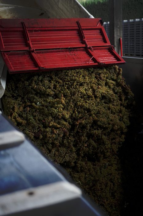 Conferimento delle uve a Cantina Tre Secoli