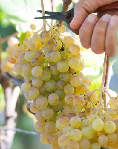 _030Consorzio Gavi Metodo Classico