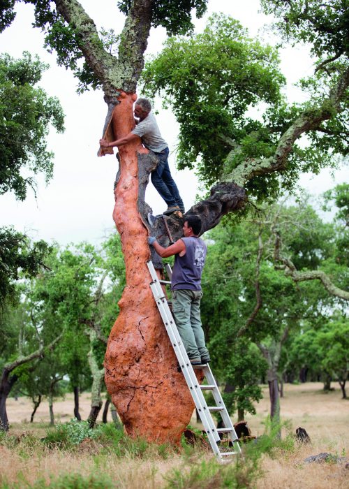 Una quercia da sughero durante la rimozione dello strato di sughero