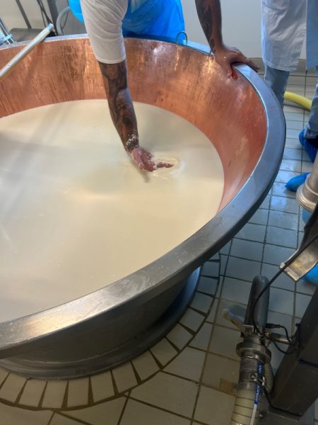 Il casaro controlla con la mano la cagliata di Parmigiano Reggiano DOP