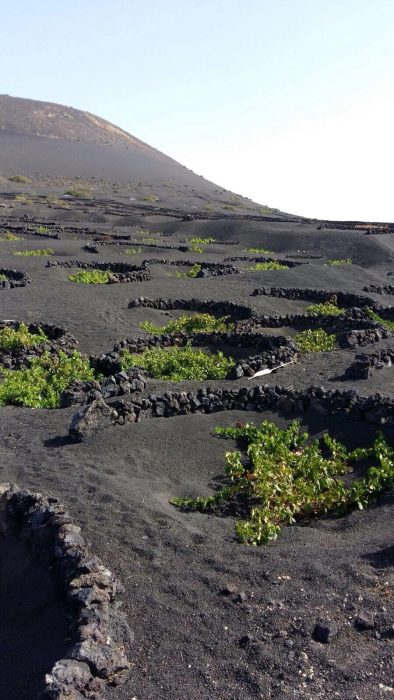 Vigneti a Lanzarote - Foto Simone Antonietti
