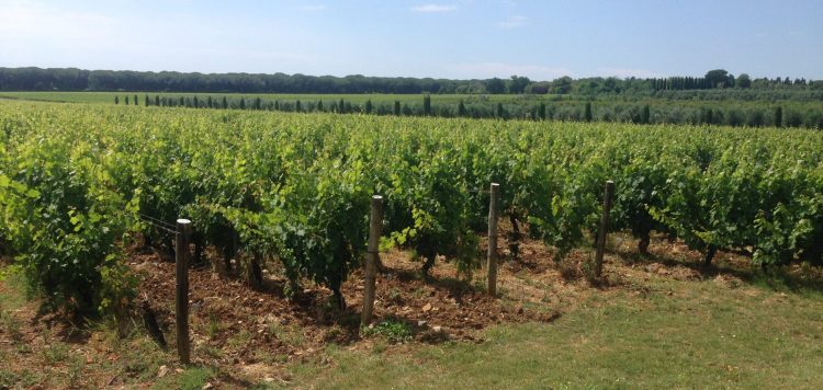Vigneti nella DOC Bolgheri presso l'Azienda Le Macchiole