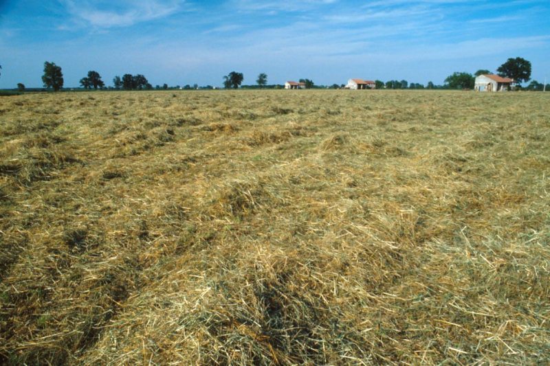 Parmigiano-Reggiano-paesaggio