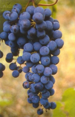 Recantina Montello e Colli Asolani