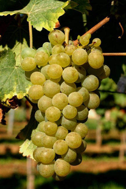 I vini del Sud Africa: lo chenin blanc