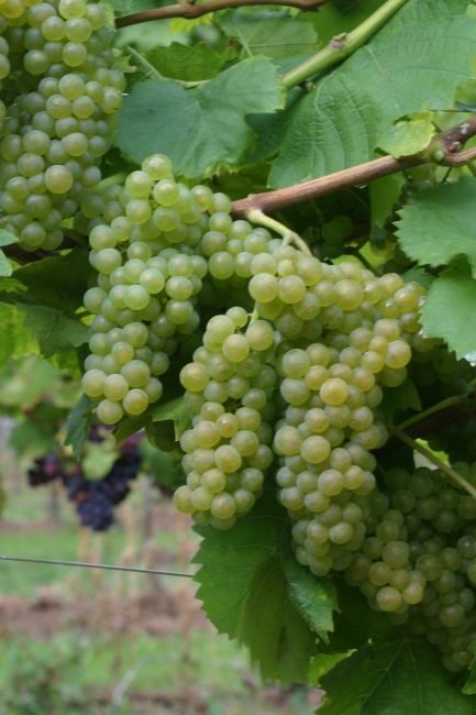 La Crotta di Vegneron - Grappolo di petite arvine