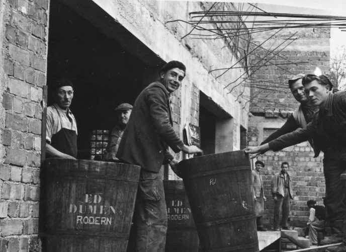La vendemmia 1955