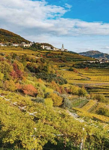 Vigneti della Cantina Valpolicella Negrar